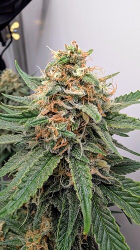 Growreport Bild 32