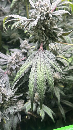 Growreport Bild 1
