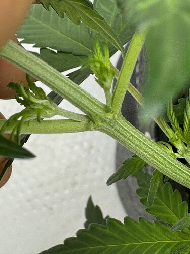 Growreport Bild 37