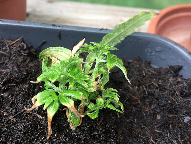 Grow26062803