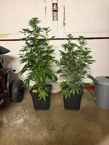 Growreport Bild 40