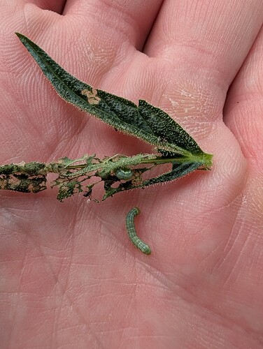 Growreport Bild 2