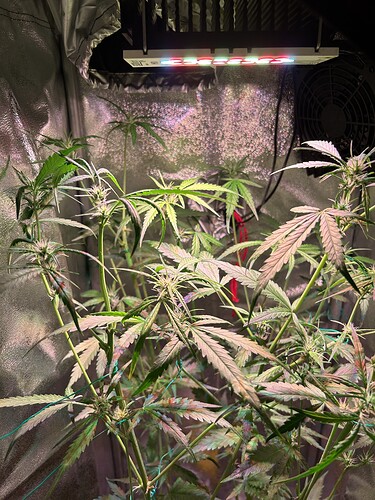 Growreport Bild 6