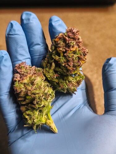 Growreport Bild 1