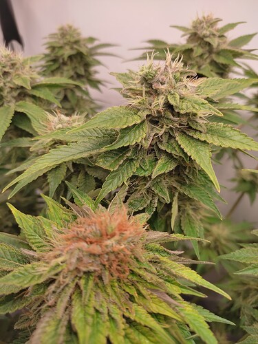 Growreport Bild 17