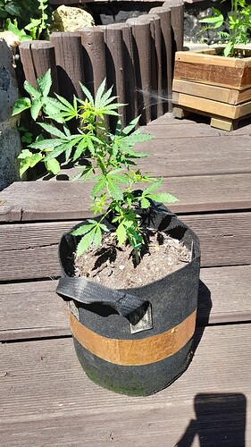 Growreport Bild 6