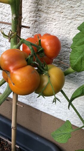 Growreport Bild 60