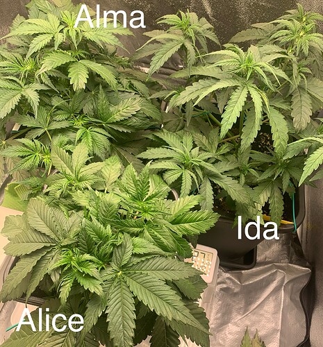 Growreport Bild 5