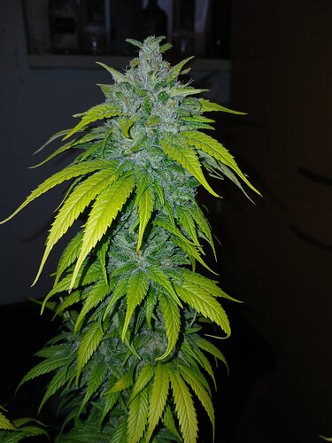 Growreport Bild 5