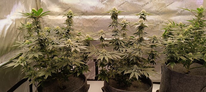 Growreport Bild 6