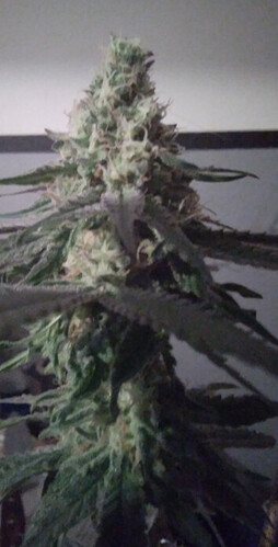 grafik