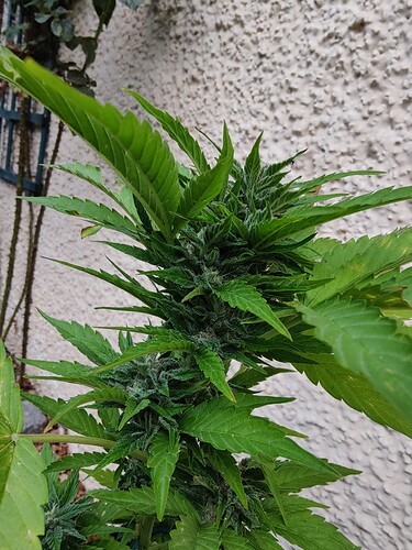 Growreport Bild 2