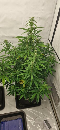 Growreport Bild 24