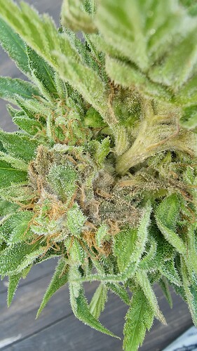 Growreport Bild 6