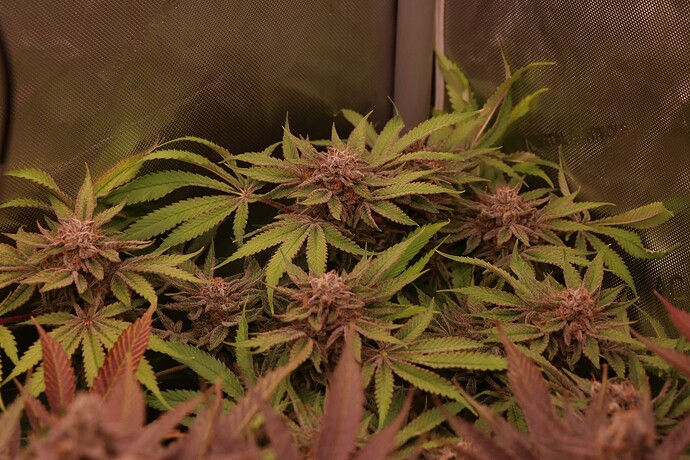 Growreport Bild 52