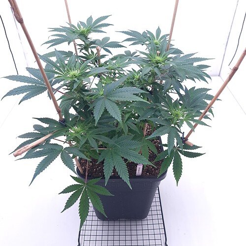 Growreport Bild 2
