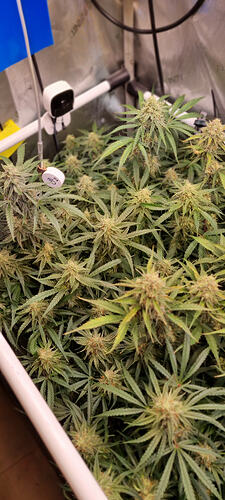 Growreport Bild 26