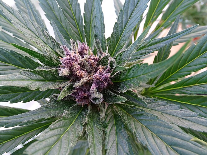 Growreport Bild 21