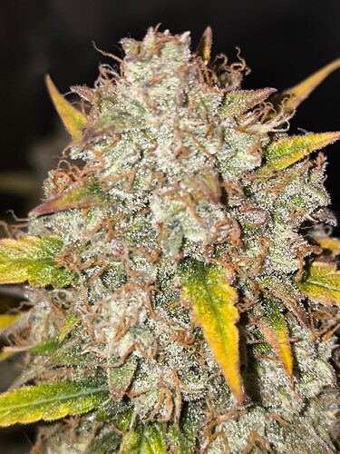 Growreport Bild 3