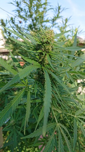 Growreport Bild 73
