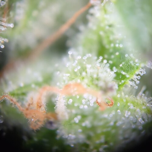 Screenshot_20240720-005928~2