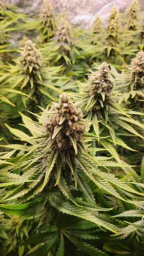 Growreport Bild 1
