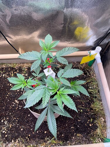 Growreport Bild 35