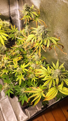 Growreport Bild 2