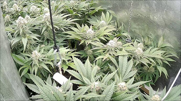 Growreport Bild 31
