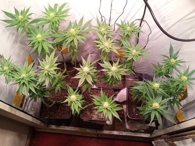 Growreport Bild 4