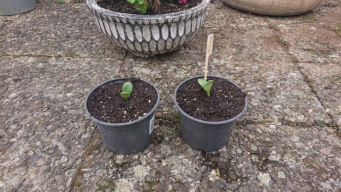 Growreport Bild 2