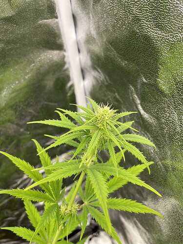 Growreport Bild 2