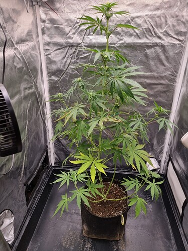 Eine junge Cannabispflanze in einem Vliesstofftopf steht in einer Growbox. Die Pflanze hat mehrere Verzweigungen und beginnt, kleine Blütenansätze zu bilden. Ein Ventilator ist links im Bild zu sehen.