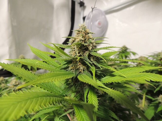 Growreport Bild 8