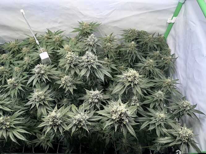 Growreport Bild 4