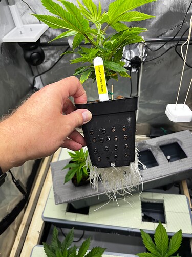 Super_Lemon_Haze_Wurzeln_VT11