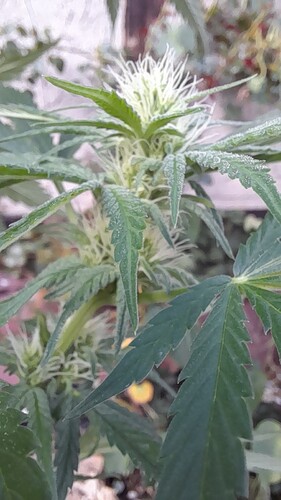 Growreport Bild 1