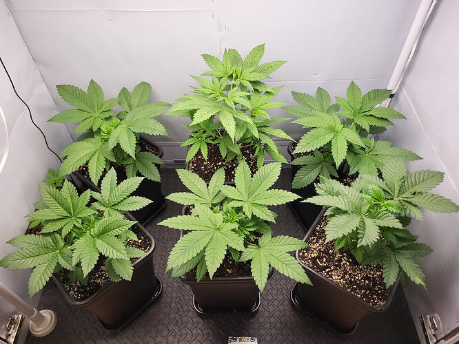 Growreport Bild 1