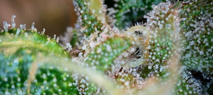 Screenshot_20240704_140216_Gallery