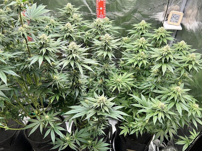 Drei Cannabis-Pflanzen in der Blütephase in einem Growzelt mit Hygrometer und Messskala.