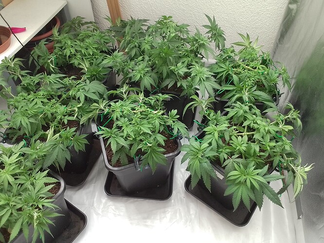 Growreport Bild 1