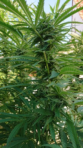 Growreport Bild 68