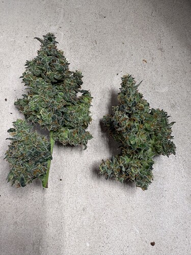 Growreport Bild 31
