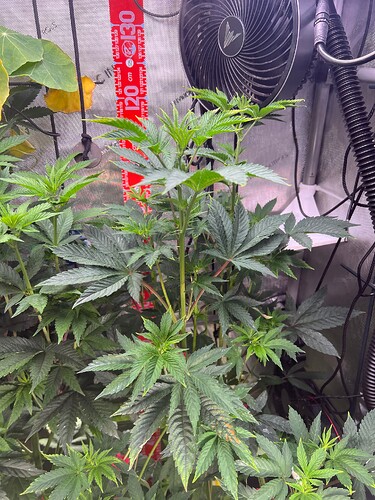 Growreport Bild 5