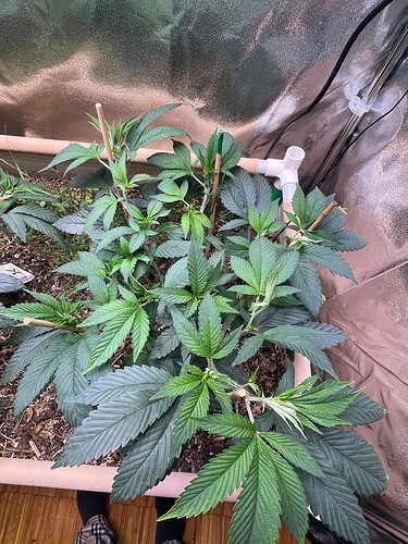 Growreport Bild 3