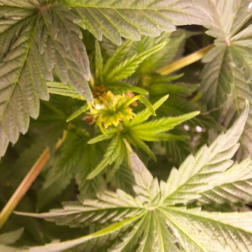 Nahaufnahme der Spitze einer Cannabispflanze im Wuchs, mit jungen Blättern und beginnenden Blütenansätzen.