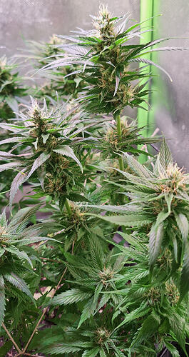 Growreport Bild 3