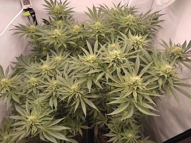 Growreport Bild 26