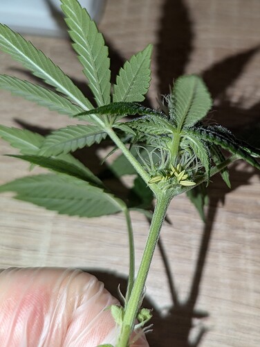 Growreport Bild 1