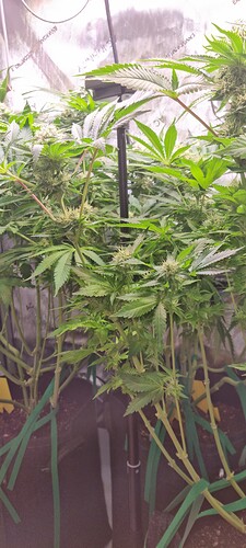 Growreport Bild 15